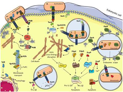 An Overview of Anti-Eukaryotic T6SS Effectors